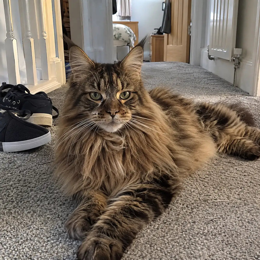 Tilly W. - Verified Buyer