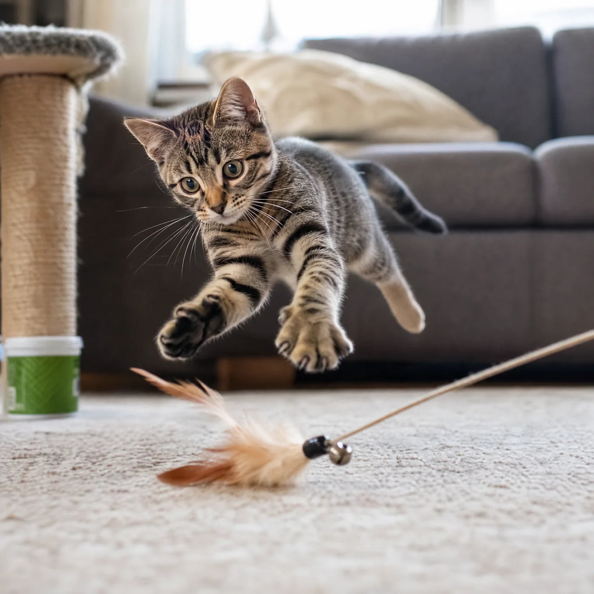 Month 2: a playful, energetic cat